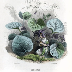 Grandville Violet 1847