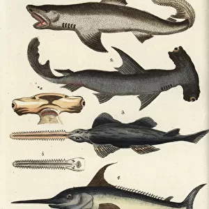 Great white shark, hammerhead, sawfish and swordfish