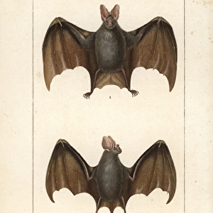 Greater false vampire bat, Megaderma lyra