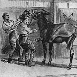 Grooming a mule, WW1