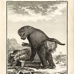 Guinea baboon, Papio papio