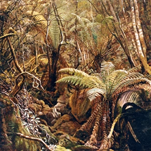 Gully in the Tasmanian Jungle, Charles E Gordon Frazer