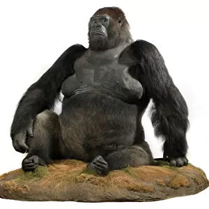 Guy (1946-1978), a western lowland gorilla