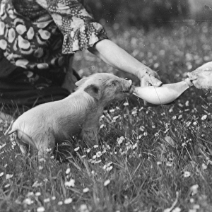Hand-Rearing Piglets