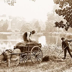 Haymaking on the banks of the River Thames