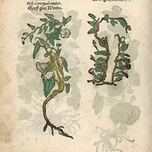Hedge bindweed, Calystegia sepium