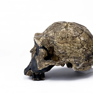 Homo ergaster cranium (KNM - ER 3733)