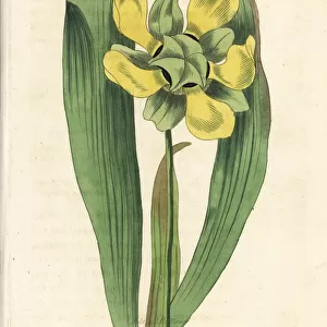Hooded pitcher plant, Sarracenia minor