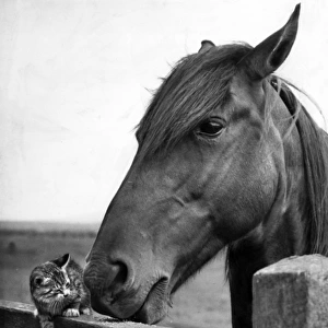 Horse and kitten