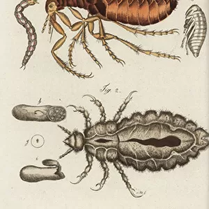 Human flea and louse