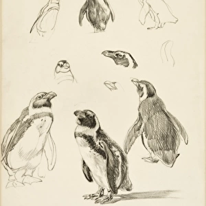 Humboldt Penguins - A series of studies