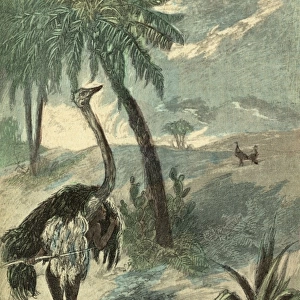 Hunting Ostrich