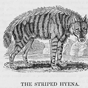 Striped Hyaena
