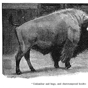 Illustration, American bison in a zoo