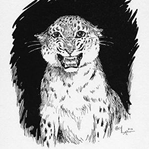 Illustration by Cecil Aldin, The Jaguar