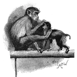 Illustration, two monkeys in a zoo