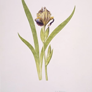 Iris sp. iris