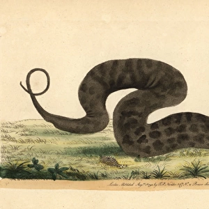 Javan file snake, elephant trunk snake, Acrochordus
