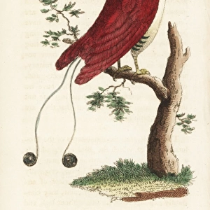 King bird of paradise, Cicinnurus regius
