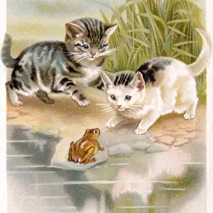 Two kittens meet a frog on a postcard