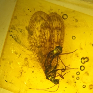 Lacewing in amber