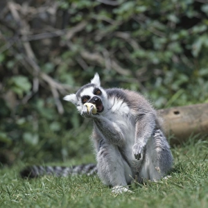 Lemur catta, ring-tailed lemur
