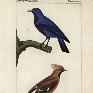 Lesser honeyguide, Indicator minor, and black-fronted