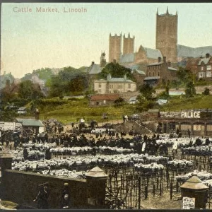 Lincoln Cattle Market