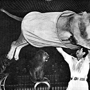 Lion jumping through a tube at the Bertram Mills Circus, 195