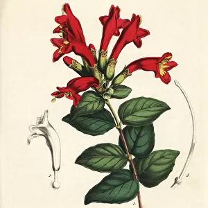 Lipstick plant or red bugle vine, Aeschynanthus pulcher