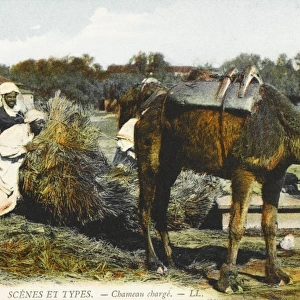Loading up a camel - Algeria