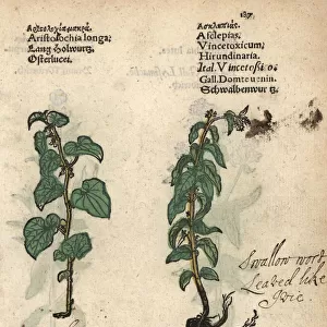 Long birthwort, Aristolochia longa, and swallow-wort