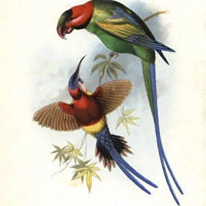 Long-tailed parakeet, Psittacula longicauda