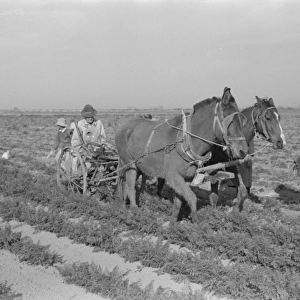 Loosening carrots from soil with plow before pulling in orde