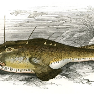 Lophius piscatorius, or Anglerfish