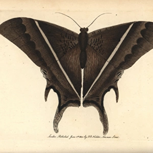 Lyssa patroclus moth