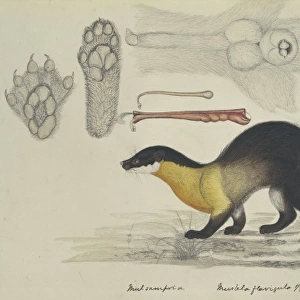 Martes flavigula, yellow-throated marten