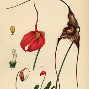 Masdevallia coccinea, Trisetella gemmata, Dracula chimaera
