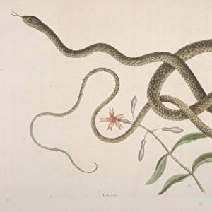 Masticophis flagellum, coachwhip snake