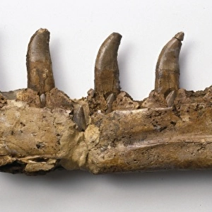 Megalosaurus jaw