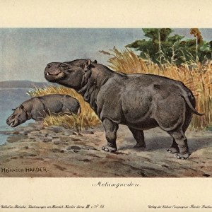 Metamynodon, extinct genus of amynodont perissodactyls