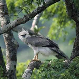 Monkey-eating / Philippine Eagle - in tree