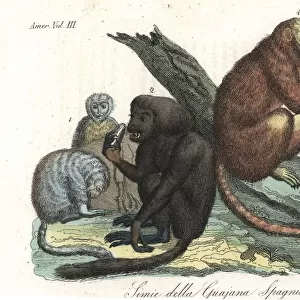 Monkeys of Guiana, South America, by Humboldt
