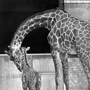 Mother and baby giraffe in a zoo