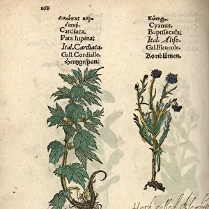 Motherwort, Leonurus cardiaca, and cornflower