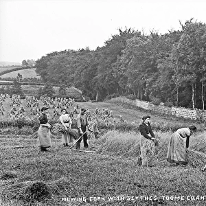 Mowing Corn With Scythes, Toome, Co. Antrim