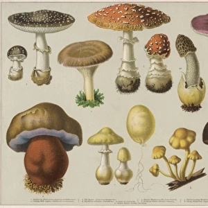 Mushrooms Poisonous 19C