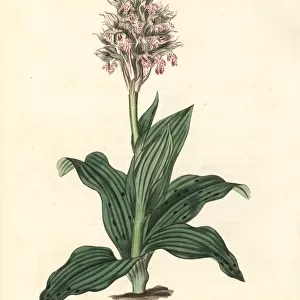 Neotinea lactea orchid
