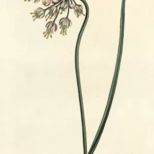 Nodding onion, Allium cernuum