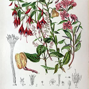 Onagraceae - Evening Primrose